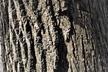tree autumn