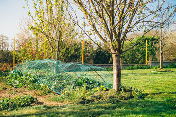 Natural garden with trees and vegetable garden