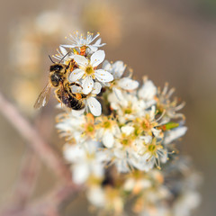 Abeille butinant une fleur