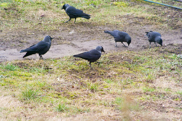 Ravens on the grass are looking for food. No food for birds in winter.