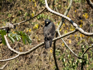 broad-winged hawk