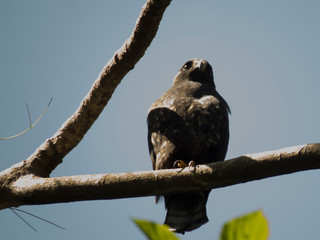 broad-winged hawk