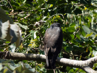 broad-winged hawk