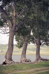 Fototapeta premium Trees with gnarled roots near the lake