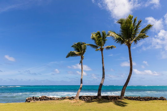 USA, Hawaii, Oahu, Hauula, Palms at the beach