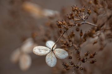 Вried flowers on brown background