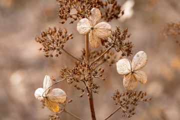 Вried flowers on brown background
