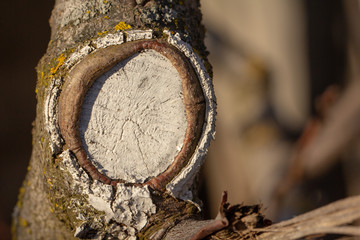 The process of healing a wound on a fruit tree