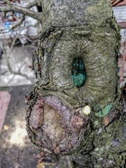 Obraz premium The process of healing a wound on a fruit tree