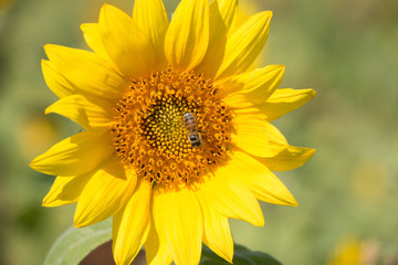 Yellow Sunflower with Bee