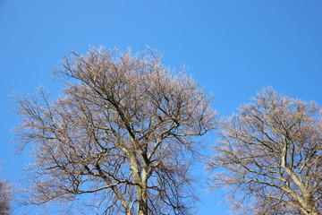 Tree Put Forth Fresh Leaves In Spring With Warm Sunlight In Europe