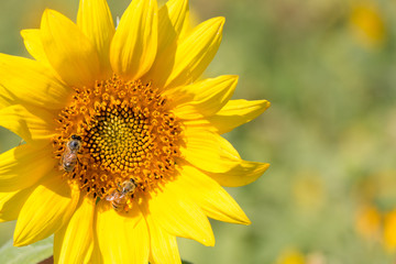 Bees on Sunflower