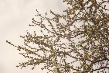 Fototapeta premium flowering fruit tree on the background of the sky
