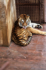 tiger in zoo