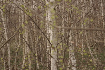 young birch forest in spring