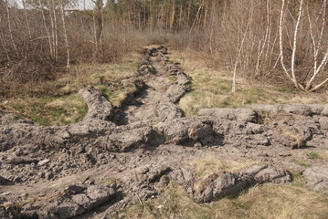 Protection Of Forests. Forest protection against fire