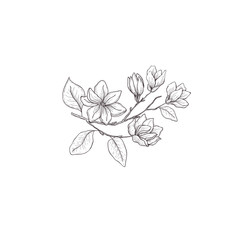 Floral hand drawn design elements. Line art isolated on the white background.