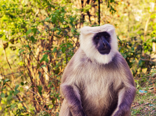 Image of a monkey in Rishikesh, India. 