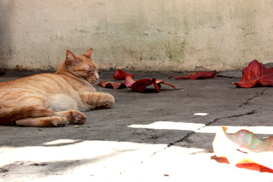Landscape with an orange and white tabby lying on the floor next to dried leaves fallen on the concrete sidewalk of the backyard of a house in the city of Sao Paulo, Brazil. - Powered by Adobe