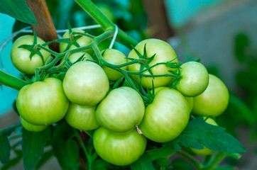 Organic green tomatoes on the branches. Growth of ripe tomatoes in the greenhouse. Natural products.