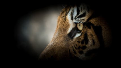 Portrait of tiger.