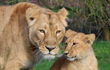 Fototapeta na wymiar Mother lion and cub, close up, heads together