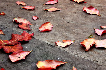Landscape of dried leaves of a tree, fallen on the concrete floor of a sidewalk, in the city of...