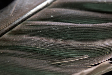 Macro Close Up Of Colourful Feather on Black Background