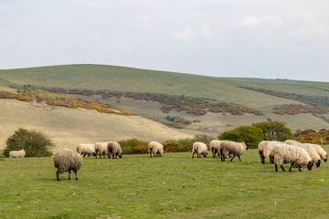 Naklejka na ściany i meble Sheep grazing in the Sussex countryside on an April morning