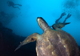 Sea turtle and divers.