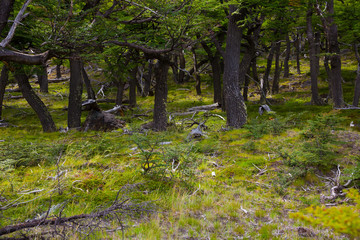 Fototapeta premium Forest and bushes near foot of Andes