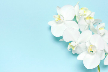 Beautiful White Phalaenopsis orchid flowers on pastel blue background top view flat lay. Tropical flower, branch of orchid close up. Orchid background. Holiday, Women's Day, Flower Card, beauty