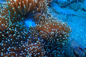 Naklejka na ściany i meble coral reef underwater / lagoon with corals, underwater landscape, snorkeling trip