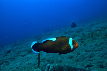 clown fish coral reef / macro underwater scene, view of coral fish, underwater diving