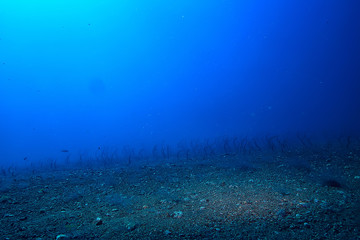 sea eels underwater / garden eels, sea snakes, wild animals in the ocean