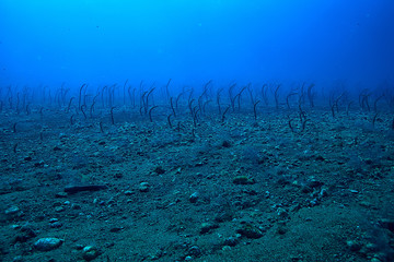 Fototapeta na wymiar sea eels underwater / garden eels, sea snakes, wild animals in the ocean