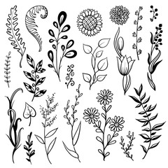 set of hand drawn plant, herb flowers