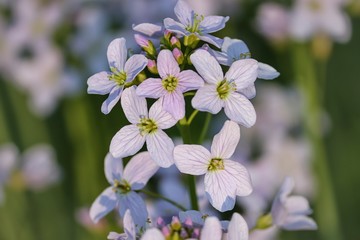 Blüten von Wiesenschaumkraut