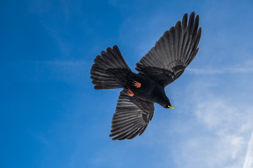 Black soaring alpine jackdaw bird with yellow beak and red legs, shot from below