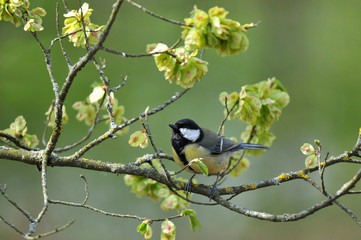 mésange charbonnière