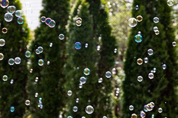 Soap Bubbles against Forest Background