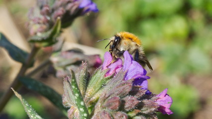 A bumblebee smells a pulmonaria bloom.