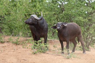 Kaffernbüffel / Buffalo / Syncerus caffer