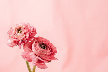 Pink ranunculus (buttercup) on pink background - obrazy, fototapety, plakaty