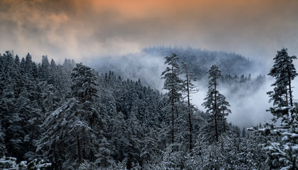 the top of the mountains with forest covered with snow, fog and clouds on day