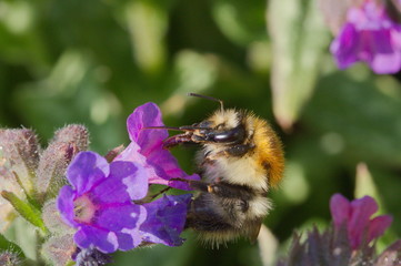 A bumblebee smells a pulmonaria bloom.
