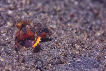 scorpion underwater photo / underwater view of the landscape, beautiful poisonous fish