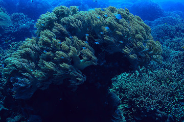 coral reef underwater / sea coral lagoon, ocean ecosystem
