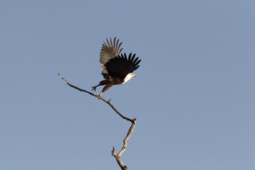 African Fish Eagle Taking Off