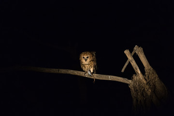 Pel's Fishing Owl With Catch